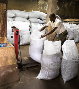 Weighing bags of coco beans